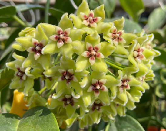 Hoya Halconensis 10 Pieces Seeds
