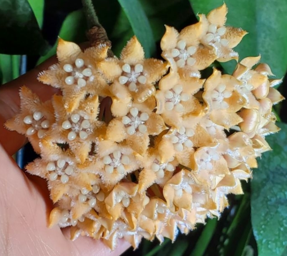 Hoya Fraterna 10 Pieces Seeds