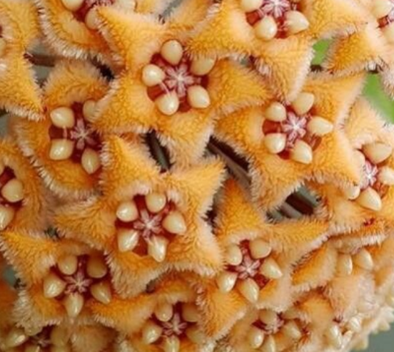 Hoya Fraterna 10 Pieces Seeds