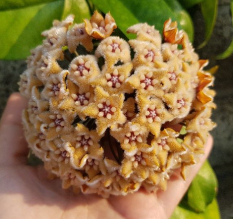 Hoya Fraterna 10 Pieces Seeds