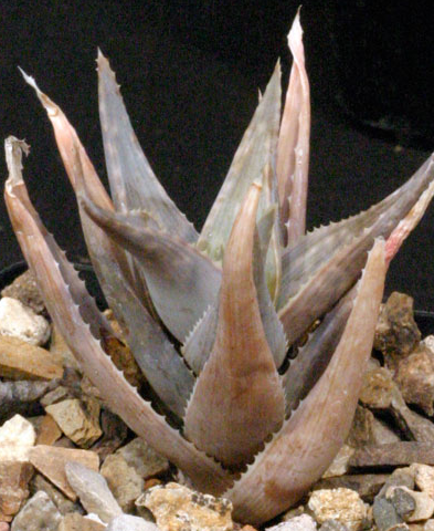Aloe deltoideodonta v candicans 20 Pieces Seeds