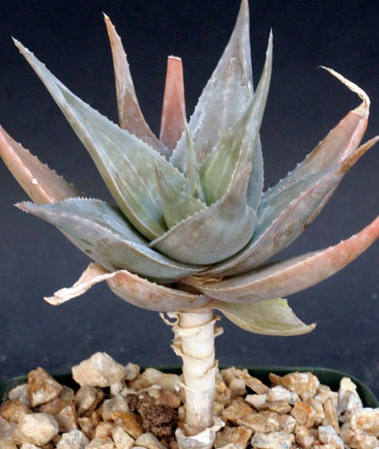 Aloe deltoideodonta v candicans 20 Pieces Seeds
