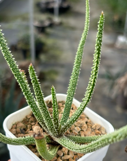 Aloe delicatifolia 20 Pieces Seeds