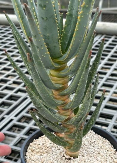 Aloe vera 'Dictyophora indicum' 20 Pieces Seeds