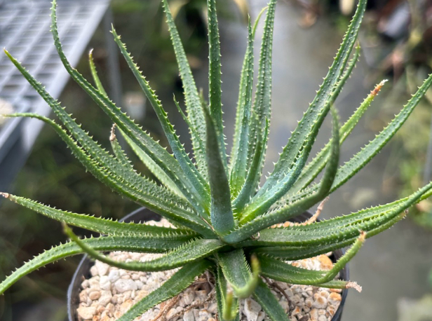 Aloe parvula 20 Pieces Seeds