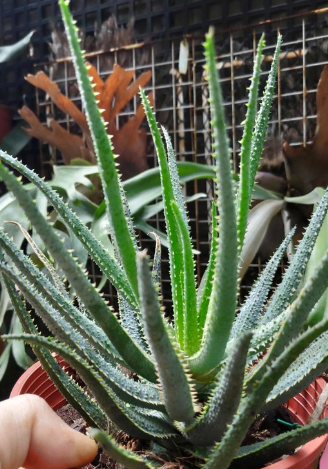Aloe parvula 20 Pieces Seeds