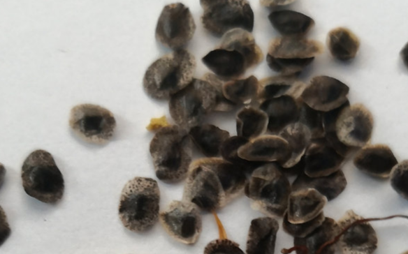 Aloe Dorotheae 20 Pieces Seeds