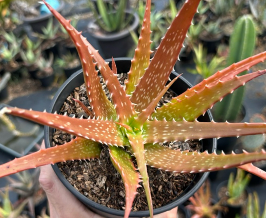 Aloe Dorotheae 20 Pieces Seeds