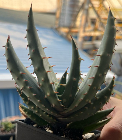 Aloe Aculeata 20 Pieces Seeds
