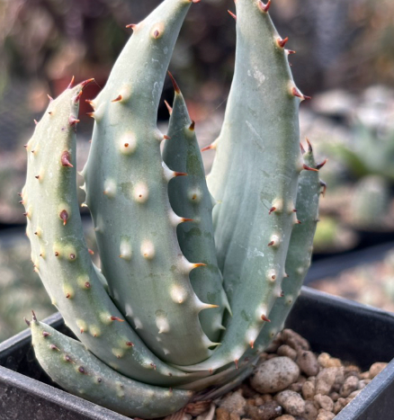 Aloe Aculeata 20 Pieces Seeds