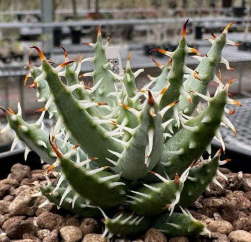 Aloe erinacea 20 Pieces Seeds
