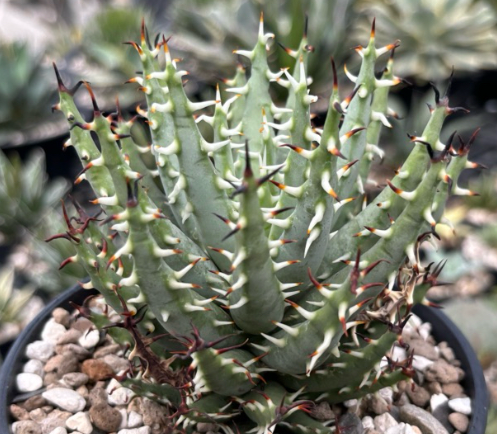 Aloe erinacea 20 Pieces Seeds