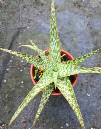 Aloe fragilis 20 Pieces Seeds