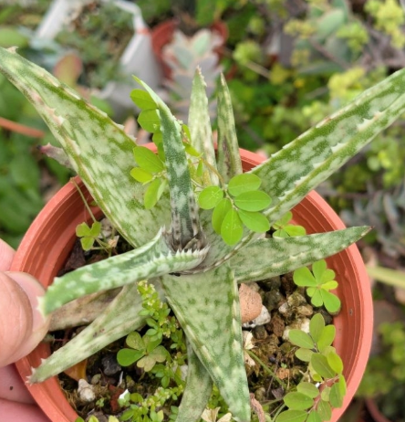 Aloe fragilis 20 Pieces Seeds