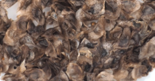 Aloe irafensis 20 Pieces Seeds