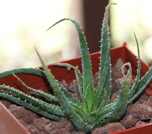 Aloe pseudoparvula 20 Pieces Seeds