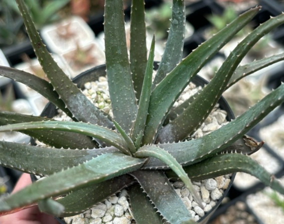 Aloe pseudoparvula 20 Pieces Seeds