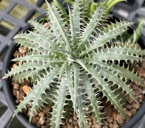 Dyckia delicata 20 Pieces Seeds