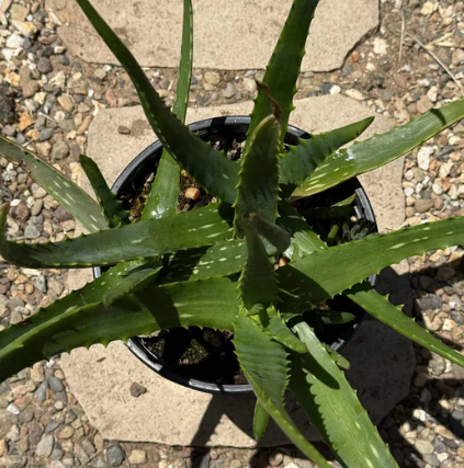 Aloe camperi 20 Pieces Seeds