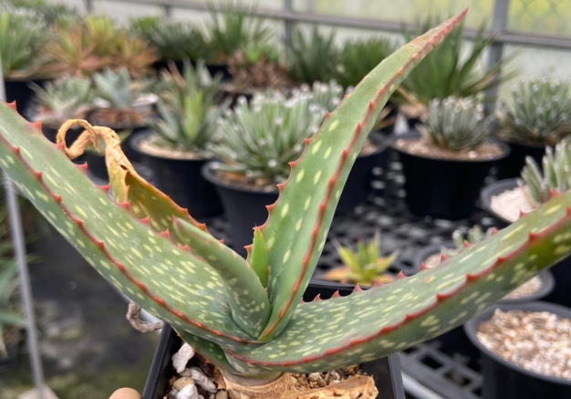 Aloe camperi 20 Pieces Seeds