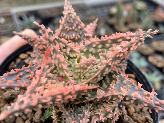 Aloe 'sandstorm' 20 Pieces Seeds