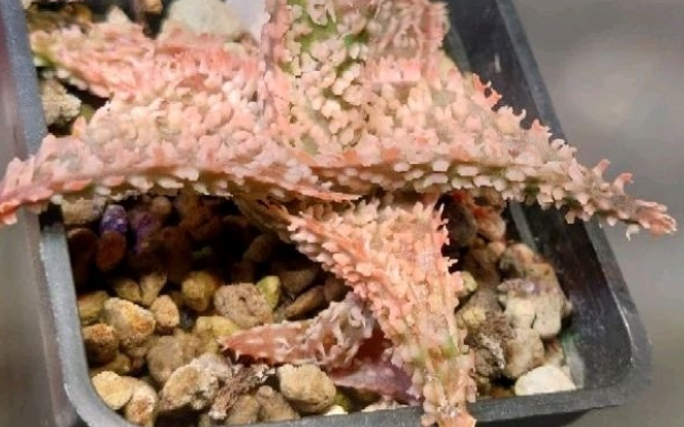 Aloe 'sandstorm' 20 Pieces Seeds