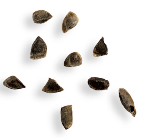 Aloe 'sandstorm' 20 Pieces Seeds