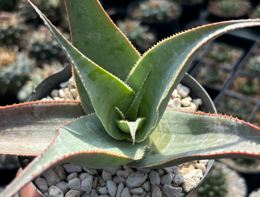 Aloe imalotensis 20 Pieces Seeds