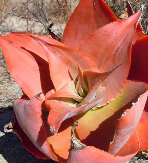 Aloe imalotensis 20 Pieces Seeds