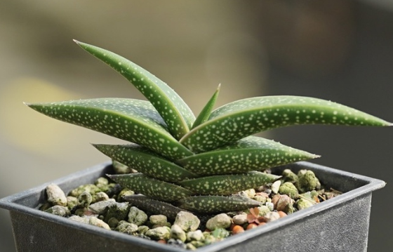 Aloe irafensis 20 Pieces Seeds