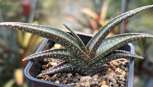 Aloe irafensis 20 Pieces Seeds