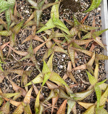 Aloe ruffingiana 20 Pieces Seeds