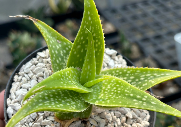 Aloe ruffingiana 20 Pieces Seeds