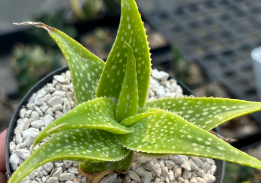 Aloe ruffingiana 20 Pieces Seeds