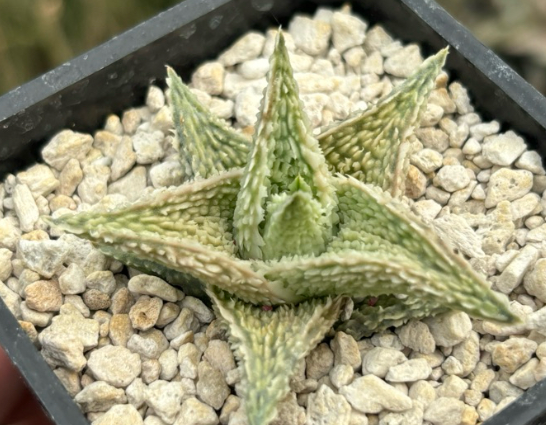 Aloe 'Shaved Coconut' 20 Pieces Seeds