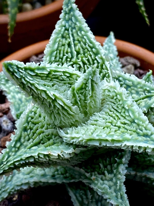 Aloe 'Shaved Coconut' 20 Pieces Seeds