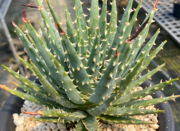 Aloe longistyla 20 Pieces Seeds