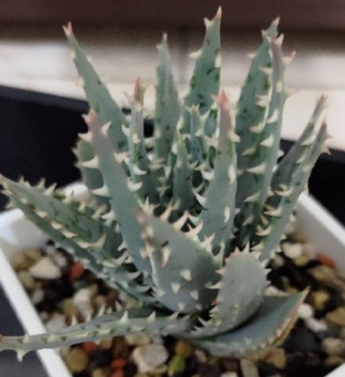 Aloe longistyla 20 Pieces Seeds