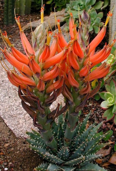 Aloe longistyla 20 Pieces Seeds
