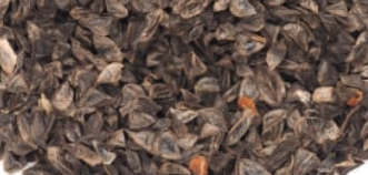 Aloe Broomii 20 Pieces Seeds