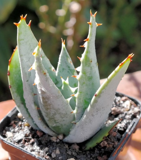 Aloe peglerae 20 Pieces Seeds