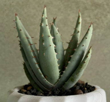 Aloe peglerae 20 Pieces Seeds