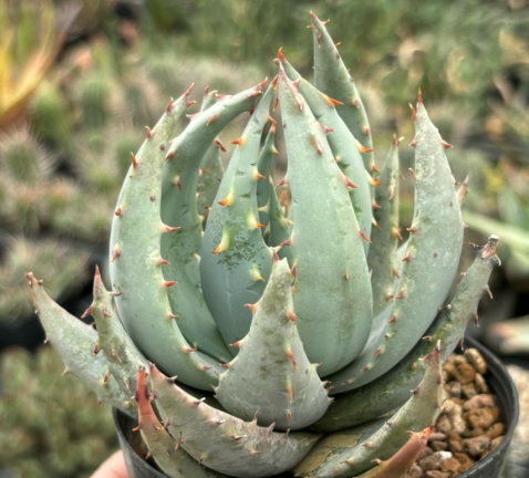 Aloe peglerae 20 Pieces Seeds