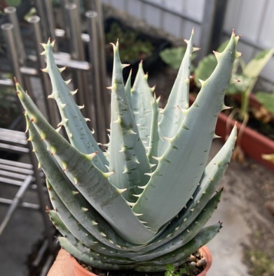 Aloe peglerae 20 Pieces Seeds