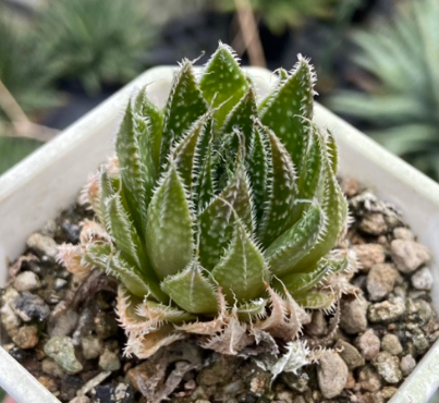 Aloe aristata 20 Pieces Seeds