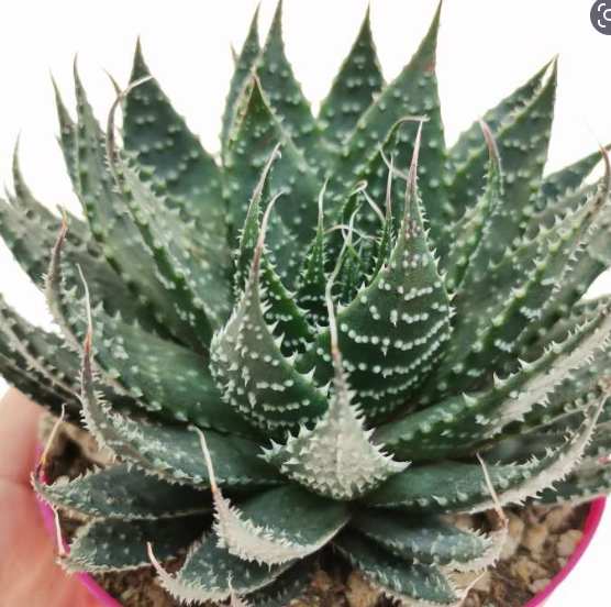 Aloe aristata 20 Pieces Seeds