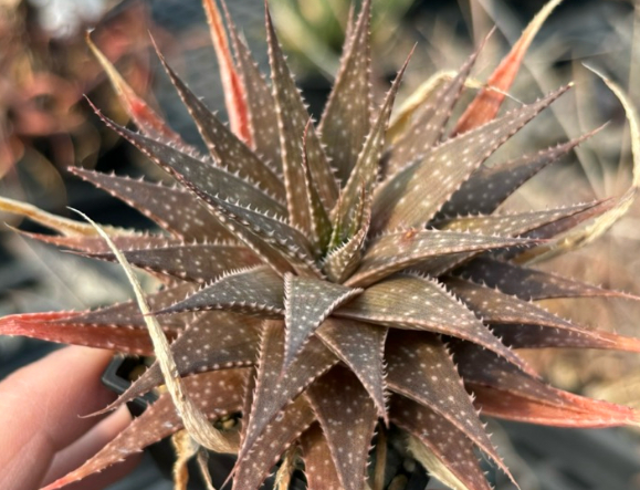 Aloe aristata 20 Pieces Seeds