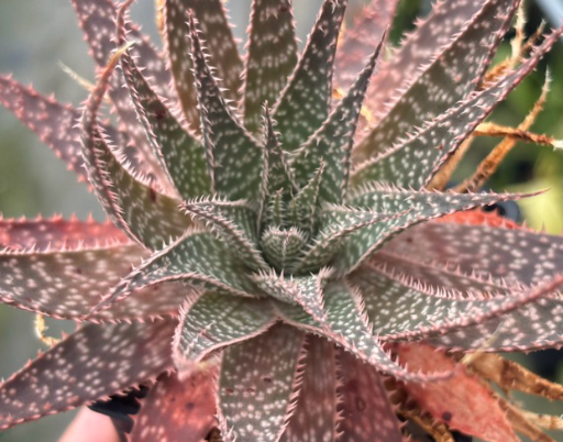 Aloe aristata 20 Pieces Seeds