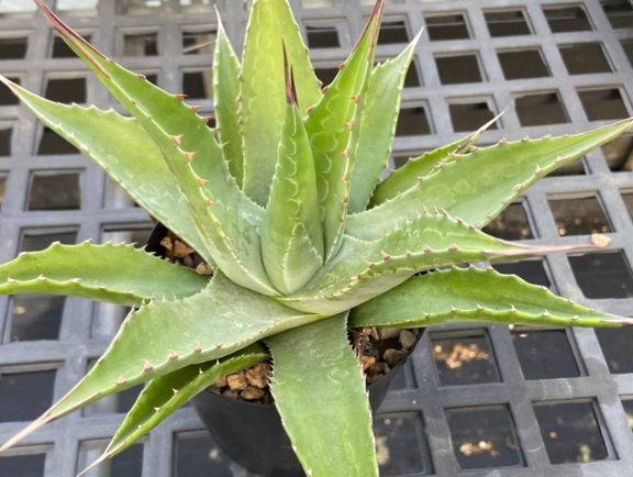 Agave montana 10 Pieces Seeds
