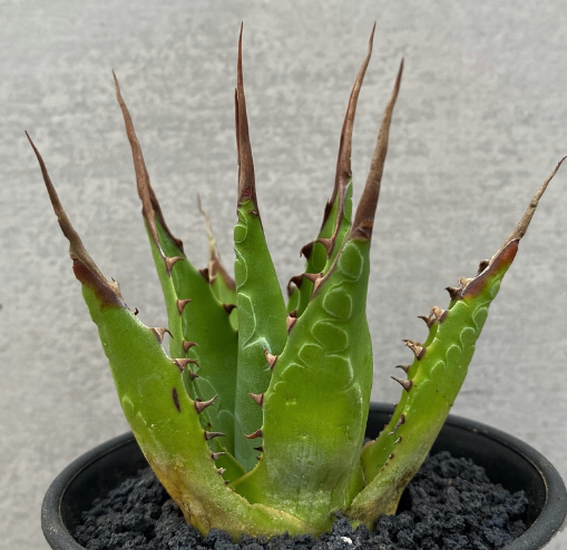 Agave montana 10 Pieces Seeds
